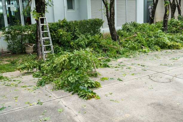 Best Grass Overseeding  in Ave Maria, FL